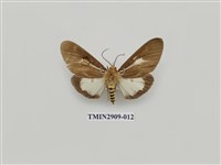 藏品(圓端擬燈蛾)的圖片